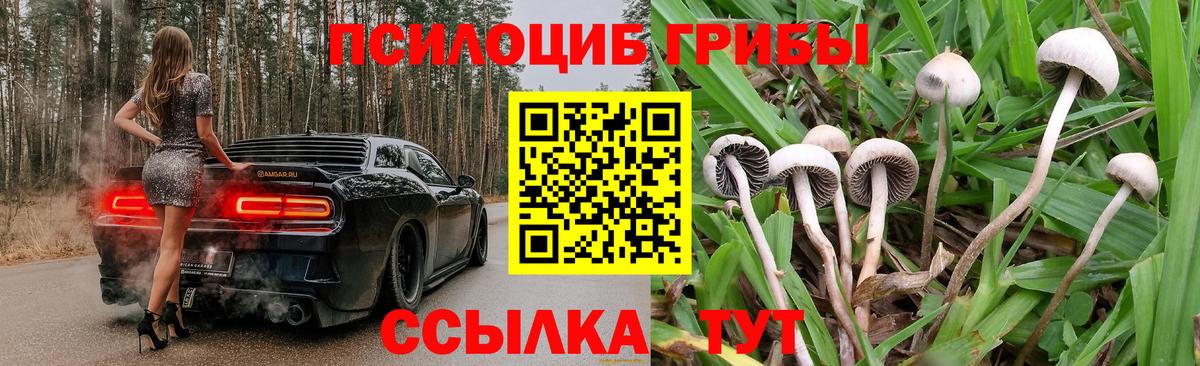 Галлюциногенные грибы Psilocybine cubensis Губкинский